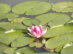 -大望京公园