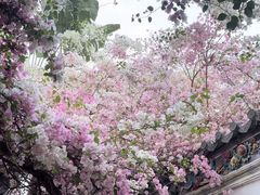 -深圳国际园林花卉博览园