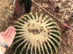 -呀路古热带植物园