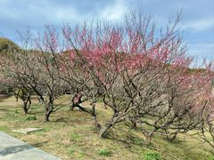 -苏州上方山国家森林公园