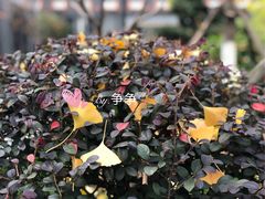 -锡师附小学(学前街校区)