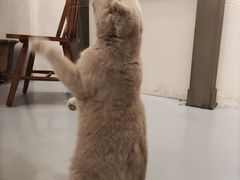 -猫友咖啡店(玉林西路店)