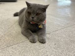 -歎雪糕低糖低脂Gelato冰淇淋