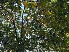 -三圣花乡旅游区