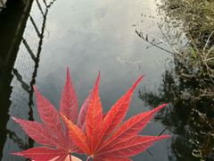 -昆山城市生态森林公园