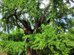 -上海佘山国家森林公园天马山园