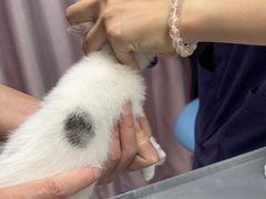 -宠物星动物医院·眼科·异宠·猫科(江南大道总院)