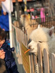 点击看大图 -萌宠亲子动物乐园(槐房万达店)