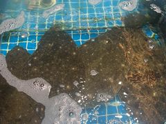 -双合园·海鲜水饺青岛菜(万佳广场店)