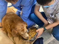 -北京派仕佳德动物医院·超导核磁·CT·神经科·骨科·内外科·急重症管理中心