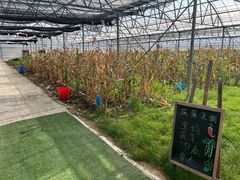 -栖露营camping·天幕烧烤·团建拓展·采摘营地