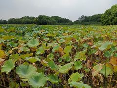 -绍兴镜湖国家城市湿地公园