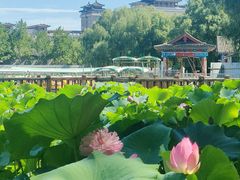 -莲花池公园