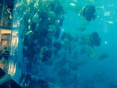 -瑞德姆美人鱼海底演艺主题餐厅(亚龙湾店)