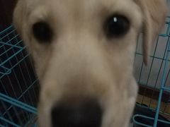 -翊宠yipet猫狗购宠庄园犬舍•猫舍