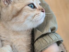 -有喵·猫咖·狗咖·30几只猫10只小狗(岗厦店)