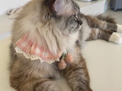 -怪兽屋·羊驼·猫咖·狗咖(俊华广场店)