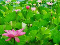 -石家庄市植物园