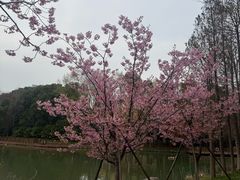 -自然谷恐龙园