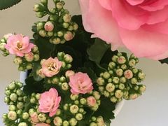 -宝鸡东道花鸟鱼虫市场(吉利花园商场店)