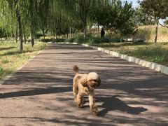 -永定河休闲森林公园