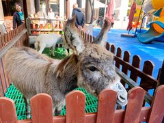 -上海崇明金茂凯悦酒店