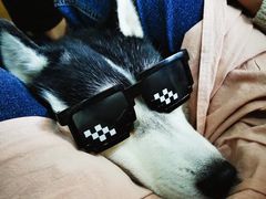 -Husky Go! 哈士奇体验馆·宠物咖啡厅狗咖