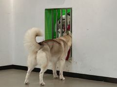 -Husky Go! 哈士奇体验馆·宠物咖啡厅狗咖