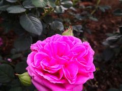 -人民公园(罗湖区)