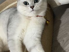 -翊宠yipet猫狗购宠庄园犬舍•猫舍