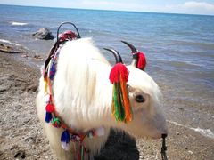 -青海湖国家重点风景名胜区