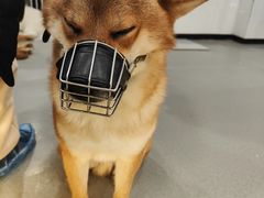 -共舞时光猫咖·狗咖(新街口店)