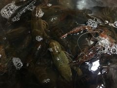 -段氏龙虾·烧烤·烤鱼(东书房路店)