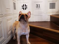 -柯斗斗主题餐厅·狗咖·围炉煮茶·茶饮(国瑞升平里店)