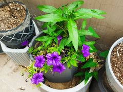 -IFIF 如果花園(宽厚里店)