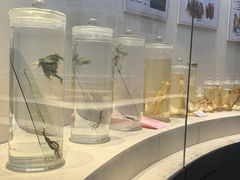 -广东中医药博物馆
