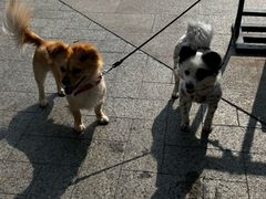 -安安宠医宠物医院·异宠·犬猫内科(岳阳分院)