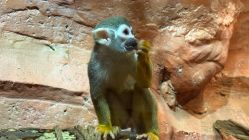 -Zoolung Zoolung动物主题公园(海信广场店)