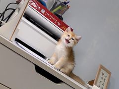 -欣宠猫屋·矮脚拿破仑·蓝金金渐层