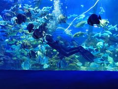 -江和美海洋公园
