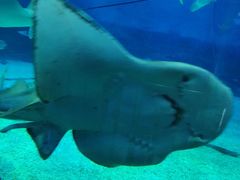 -烟台海昌鲸鲨海洋公园