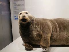 -贝林大翅鲸简餐厅(国家海洋博物馆店)