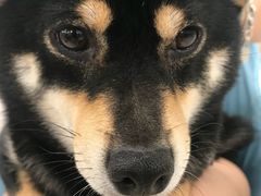 -和它·交个朋友·狗咖猫咖(爱琴海店)