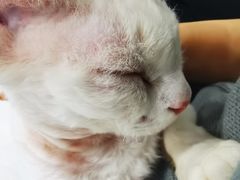 -糯米喵星人·撸猫猫舍咖啡馆(西市场嘉华店)