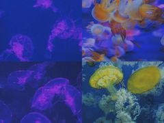 -烟台海昌鲸鲨海洋公园