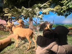 -国家自然博物馆