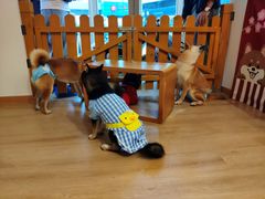 -南京Hallo宠物乐园·哈罗犬舍·柴犬繁育基地