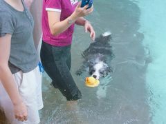 -帕帕拉兹宠物(亚洲旗舰店)