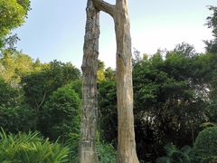 -深圳仙湖植物园