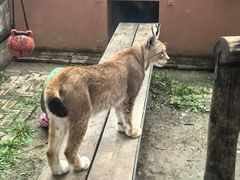 -青藏高原野生动物园